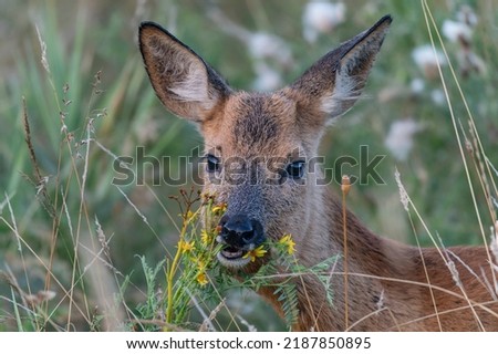 Similar – Image, Stock Photo Young roe deer in a field of tall grass looking at the camera