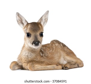 Portrait of Roe Deer Fawn, Capreolus capreolus, 15 days old, sitting against white background, studio shot