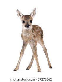 Portrait Of Roe Deer Fawn, Capreolus Capreolus, 15 Days Old, Standing Against White Background, Studio Shot