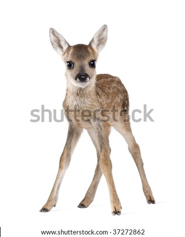 Portrait of Roe Deer Fawn, Capreolus capreolus, 15 days old, standing against white background, studio shot