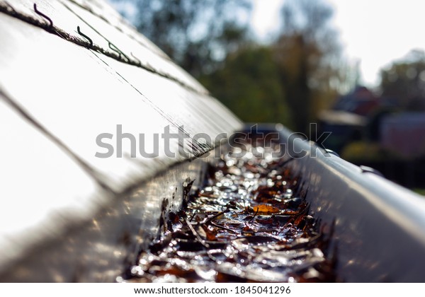 A portrait of a roof\
gutter clogged by many fallen fall leaves hanging from a slate\
roof. This is a typical annual chore during or after autumn to\
clean the gutter.