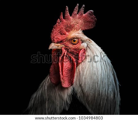 A portrait of a rooster,