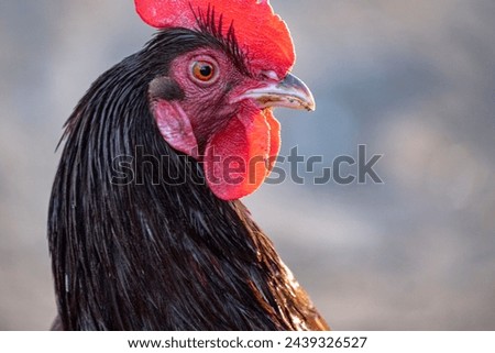 Portrait of a rooster in a farmyard.