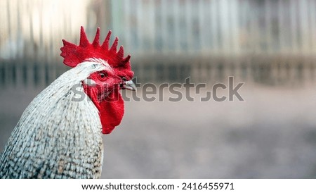 Portrait of a rooster in the henhouse. Selective focus.
