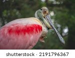 Portrait of roseate spoonbill. One isolated Platalea ajaja with green background.