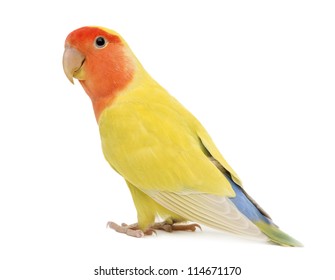 Portrait of Rosy-faced Lovebird, Agapornis roseicollis, also known as the Peach-faced Lovebird against white background