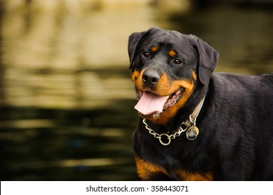 ロットワイラー犬 Hd Stock Images Shutterstock