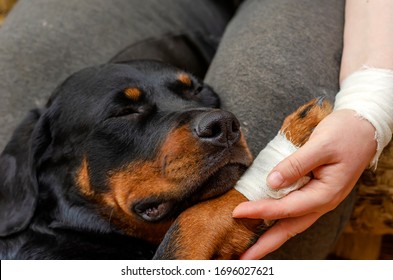 Portrait Of A Rottweiler With Bandaged Paw. Sick Pet Is Sleeping On A Woman's Lap. A Female Hand With A Bandaged Brush Holds The Sore Paw Of A Rottweiler. Caring For Pets. Close-up. Selective Focus.