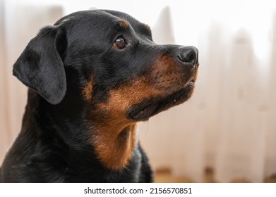 Portrait Of A Rottweiler Dog. Adult Female Sitting In Front Of A Light Background. Pets.