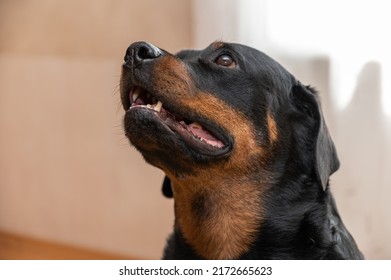 Portrait Of A Rottweiler Dog. Adult Female Sitting In Front Of A Light Background. Pets.