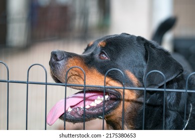 Portrait of a Rottweiler dog, behind fence. Close up.