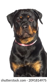 Portrait Rottweiler Wearing A Pink Dog Collar, Isolated On White