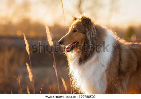 Portrait of rough collie at\
sunset