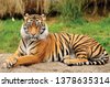 tigress vector