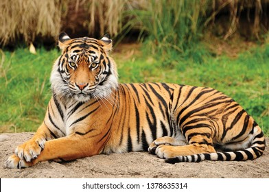 Portrait of a Royal Bengal Tiger alert and Staring at the Camera. National Animal of Bangladesh