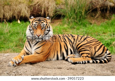 Portrait of a Royal Bengal tiger alert and staring at the camera