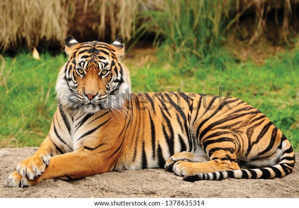 Portrait of a Royal Bengal Tiger\
alert and Staring at the Camera. National Animal of\
Bangladesh