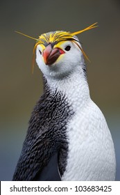 Portrait Of A Royal Penguin.