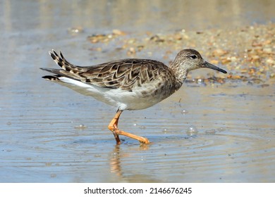 A Portrait Of The Ruff Bird