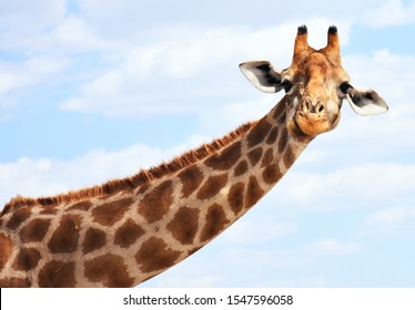 Portrait of a ruminating giraffe