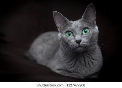 Portrait Of A Russian Blue Cat On A Dark Background