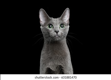 Portrait Of Russian Blue Cat On Isolated Black Background