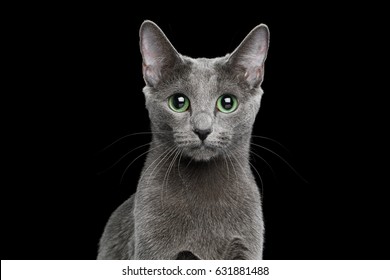 Portrait Of Russian Blue Cat On Isolated Black Background