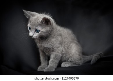 Portrait Of A Russian Blue Cat Puppy On A Dark Background