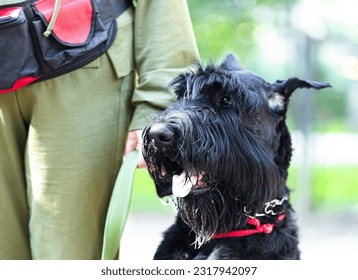 Portrait of a Rysenschnauzer dog - Shutterstock ID 2317942097