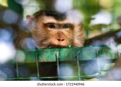 Portrait Of A Sad Ape In A Cage In Eco Park