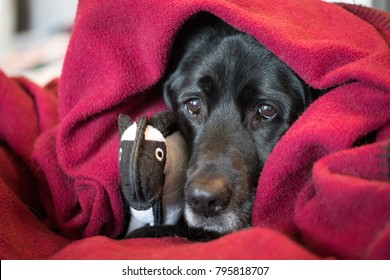 Black Lab Blanket High Res Stock Images Shutterstock