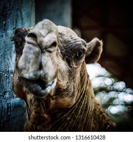 Portrait of a sad camel.