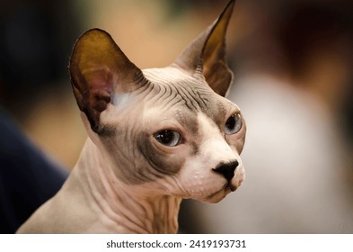 Portrait of a sad canadian sphynx with deep blue eyes and big grey ears on a cat exhibition. - Powered by Shutterstock