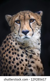 Portrait Of A Sad Cheetah On Black Background.