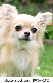 Portrait Sad Chihuahua Garden Background Stock Photo 199697192 ...