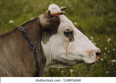 Sad Cow Images Stock Photos Vectors Shutterstock