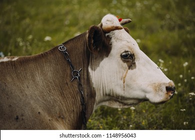  Sad  Cow  Images Stock Photos Vectors Shutterstock