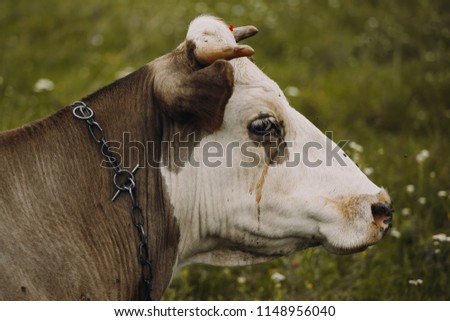 Portrait of a sad cow. The cow is crying