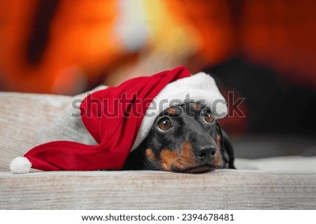 Portrait of sad dog dachshund in santa hat lies on sofa looks up, bad mood, apathy on eve of holiday party Lonely Christmas, waiting for miracle, thinking about result of year Tired of holiday fun pet Stock photo © 