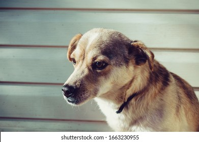 sad faced dog