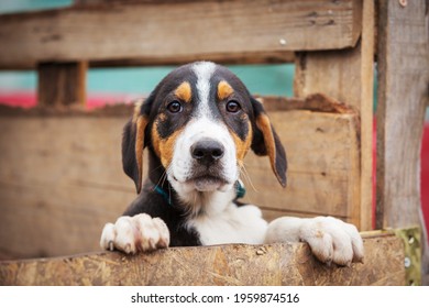 Portrait of sad dog puppy in shelter behind fence - Powered by Shutterstock