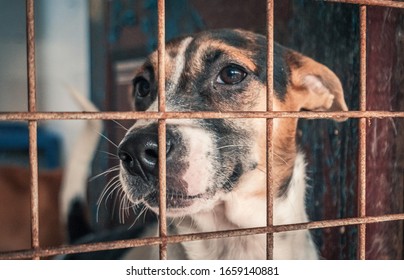 66,488 Dogs shelter Images, Stock Photos & Vectors | Shutterstock