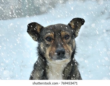 Portrait Of Sad Dog In Winter, Lonely Abandoned Dog  Outside