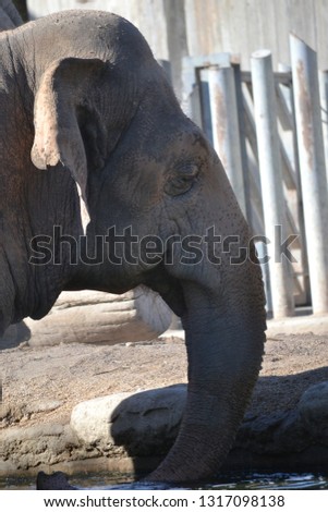 Portrait of a sad elephant caged in a zoo