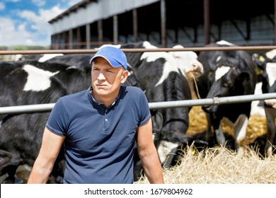 Portrait Of A Sad Farmer Near Cows On A Farm