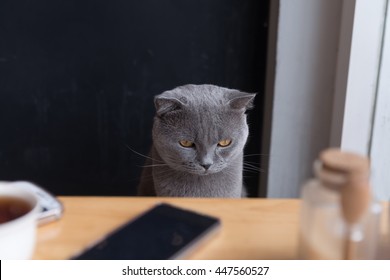 Portrait Of A Sad Gray Cat