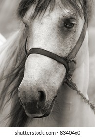 Portrait Of A Sad Horse In Sepia