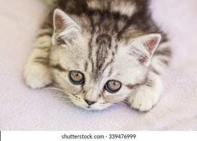 Kitten pictures sad Photos of