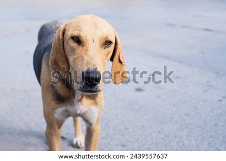Portrait of a sad lonely dog with a clip in his ear on the street. The dog is sterilized, microchipped, and is under the patronage and supervision of volunteers. Homeless animals