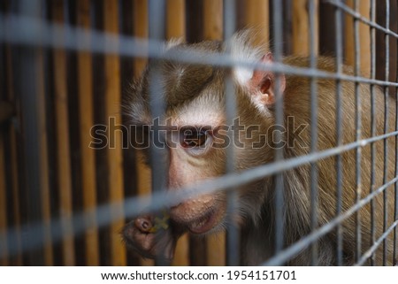 portrait of a sad monkey in a cage.